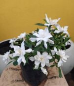 Jazmín Kimura Env 3lts