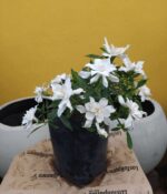 Jazmín Kimura Env 3lts - Imagen 3