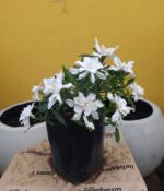 Jazmín Kimura Env 3lts - Imagen 2