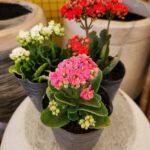 Kalanchoe x3