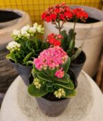 Kalanchoe x3