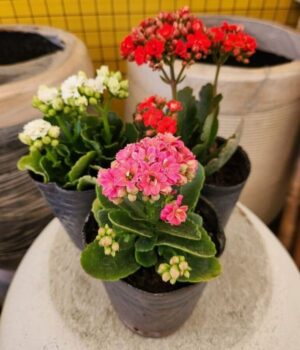 Kalanchoe x3