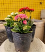Kalanchoe x3 - Imagen 2