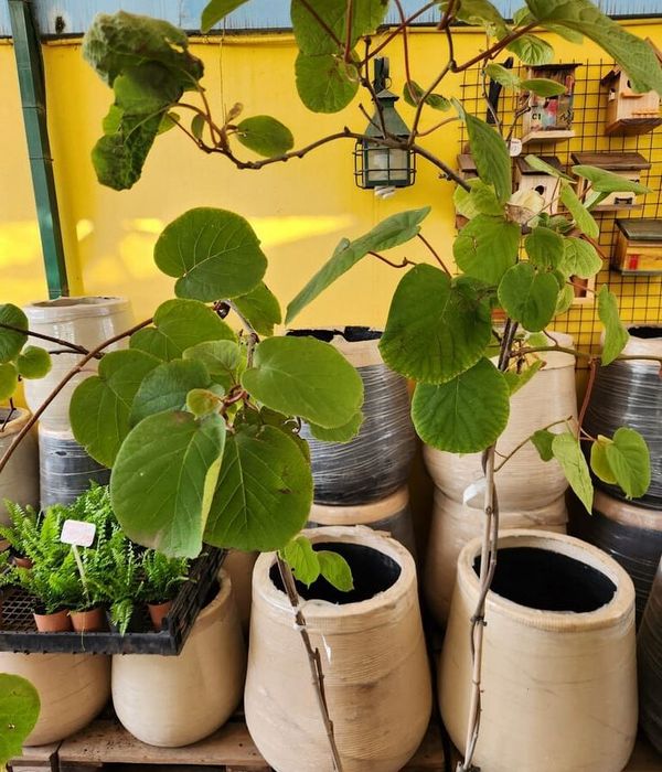kiwi-hembra-y-macho-2-vivero-los-tulipanes-nubefan Kiwi hembra y macho - Imagen 1