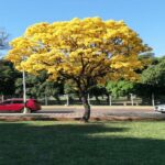 Lapacho amarillo. Env 7lts