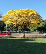 Lapacho amarillo. Env 7lts