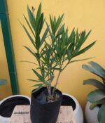 Laurel de Adorno. Env 4lts - Imagen 2