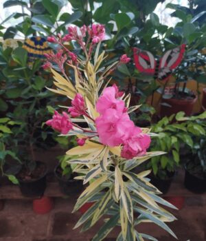 Laurel disciplinado Env. 3Lts