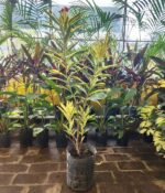 Laurel Disciplinado 3lts - Imagen 3