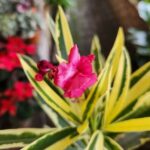 Laurel Disciplinado 3lts