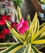 Laurel Disciplinado 3lts