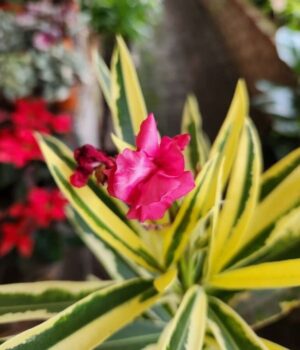 Laurel Disciplinado 3lts