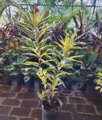 Laurel Disciplinado 3lts - Imagen 2