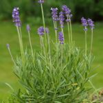 Lavanda Spica. Env 3lts