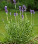 Lavanda Spica. Env 3lts