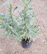 Lavanda Spica. Env 3lts - Imagen 3