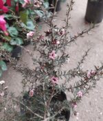 Leptospermum. Env 3lts - Imagen 2