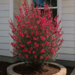 Leptospermum. Env 3lts