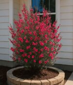 Leptospermum. Env 3lts