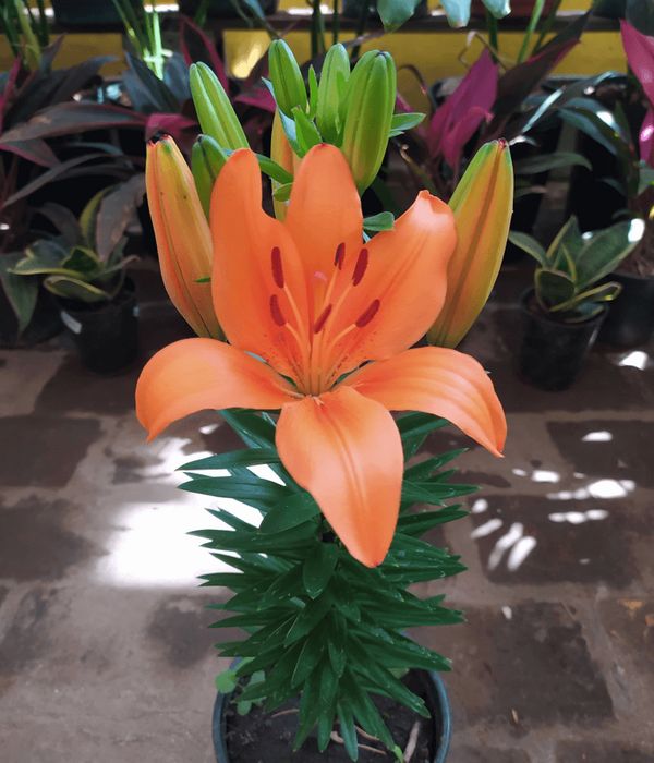 lilium-a-vivero-los-tulipanes-nubefan Lilium. Mac N°15 - Imagen 1