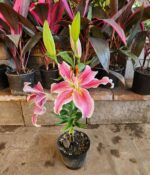 Lilium. Mac N°15 - Imagen 3