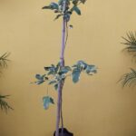 Limón Disciplinado. Env 8lts