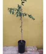 Limon Sutil. Env 10lts - Imagen 2