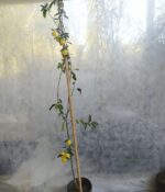 Limon Sutil. Env 10lts - Imagen 3