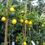 Limon Sutil. Env 10lts