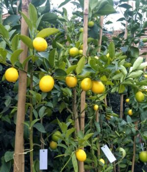 Limon Sutil. Env 10lts