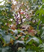 Liquidambar. Env 20lts - Imagen 3