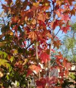 Liquidambar. Env 20lts - Imagen 2
