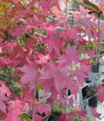 Liquidambar. Env 20lts - Imagen 4