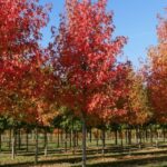 Liquidambar. Env 20lts