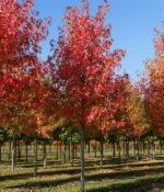 Liquidambar. Env 20lts