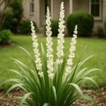 Liriope Alba. Env 3lts