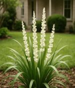 Liriope Alba. Env 3lts