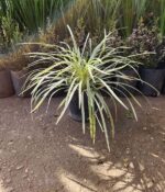 Liriope Alba. Env 3lts - Imagen 2