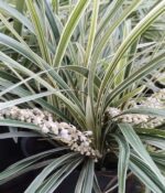 Liriope Alba. Env 3lts - Imagen 3