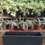 Maceta Rotomoldeado Jardinera N°80