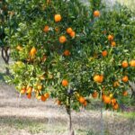 Mandarina Criolla. Env 10lts