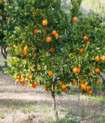 Mandarina Criolla. Env 10lts