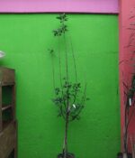 Manzana Roja. Env 15lts - Imagen 2