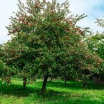 Manzana Roja. Env 15lts