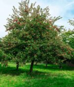 Manzana Roja. Env 15lts