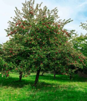 Manzana Roja. Env 15lts