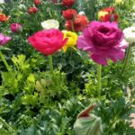 Marimoñas PROMO x 5unid.