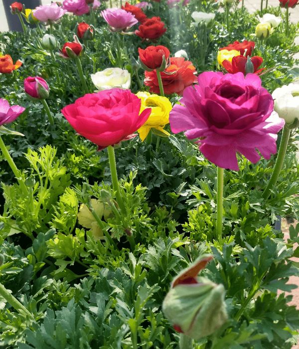 marimonas-promo-x-5unid.-vivero-los-tulipanes-nubefan Marimoñas x5un - Imagen 1
