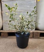 Muerdago Disciplinado. Env 4lts - Imagen 2