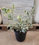 Muerdago Disciplinado. Env 4lts - Imagen 3